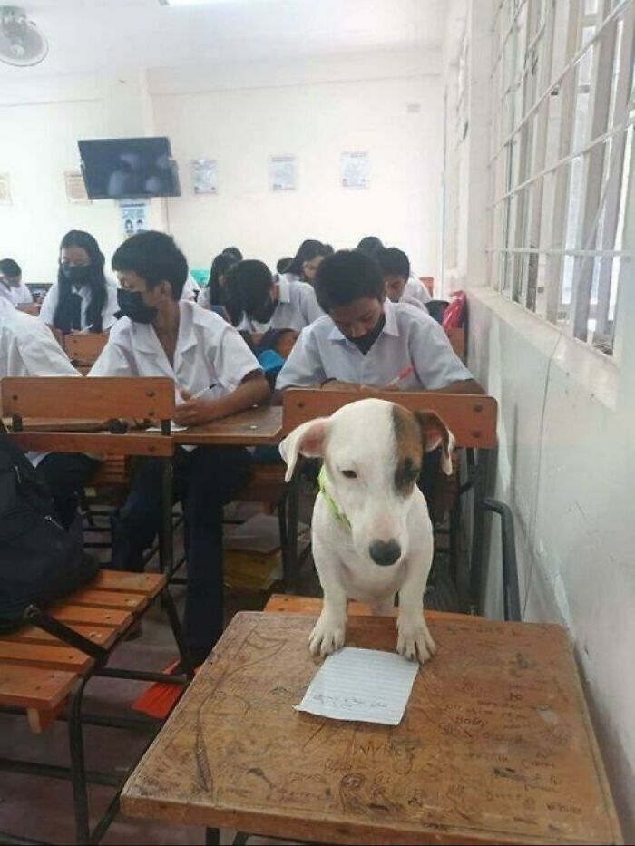 Cute dog sitting at a school desk looking at paper, one of the funny and cute dog photos that might make you smile today