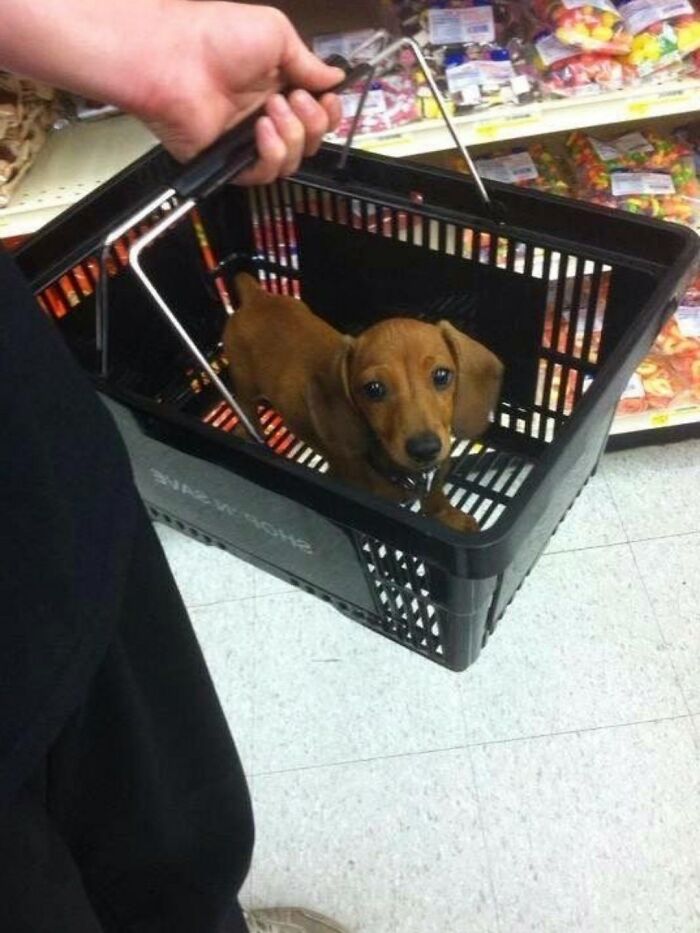 Small brown dog sitting inside a shopping basket at a store, one of the funny and cute dog photos to make you smile.