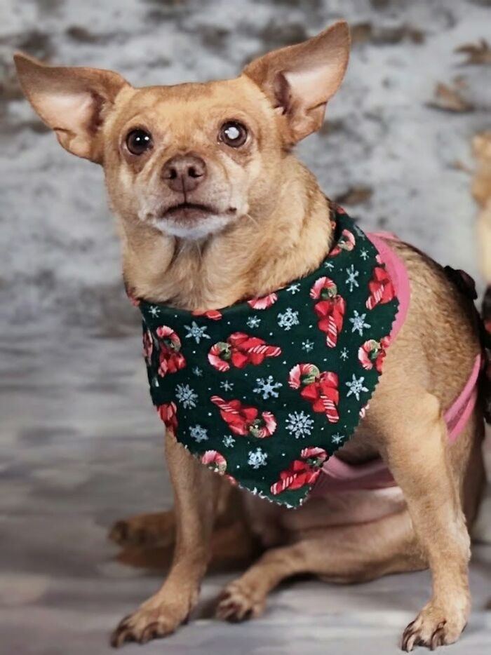 Senior dog with one cloudy eye wearing a festive bandana at a sanctuary for senior dogs.