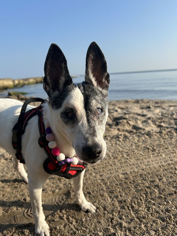 Senior dog wearing a red harness and beaded collar standing on a sandy beach near calm water at a sanctuary for senior dogs.