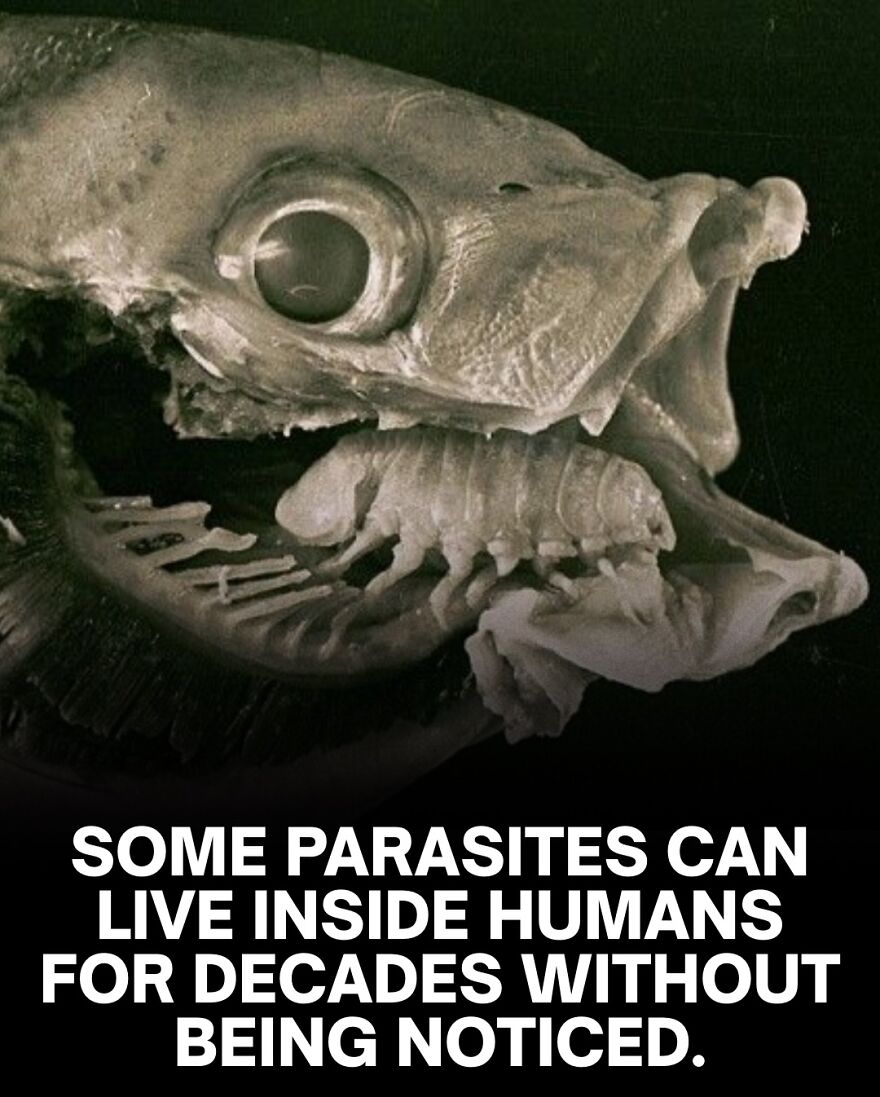 Close-up of a fish skull with a visible parasite inside, illustrating scary facts about bones and parasites.