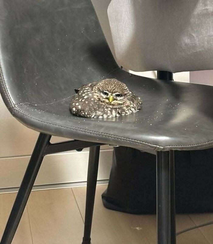 Small owl resting on a black chair, creating one of the hilarious moments caught on camera with animals indoors.