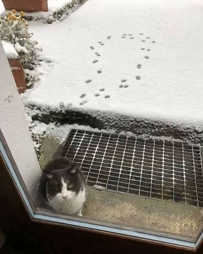 Cat sitting outside a window next to snow with unusual animal footprints forming a funny pattern caught on camera.