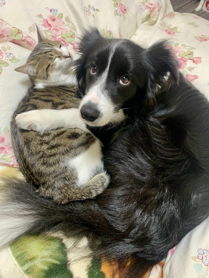 Dog cuddling with a tabby cat on a floral blanket, showing a cute and funny moment that might make you smile today.