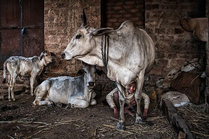 Candid street photo showing a child crouching under a cow in a rustic stable, capturing humanity and tender moments.