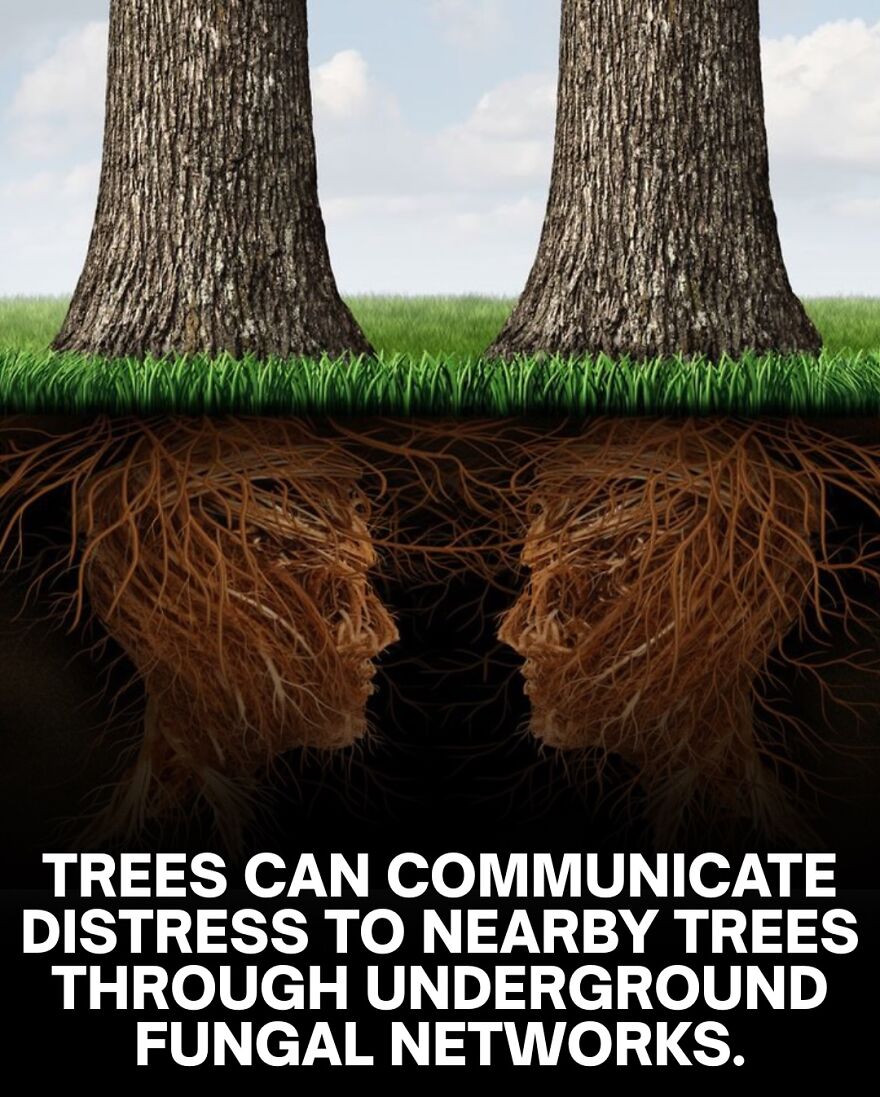Tree roots shaped like human faces beneath tree trunks, illustrating communication through underground fungal networks.