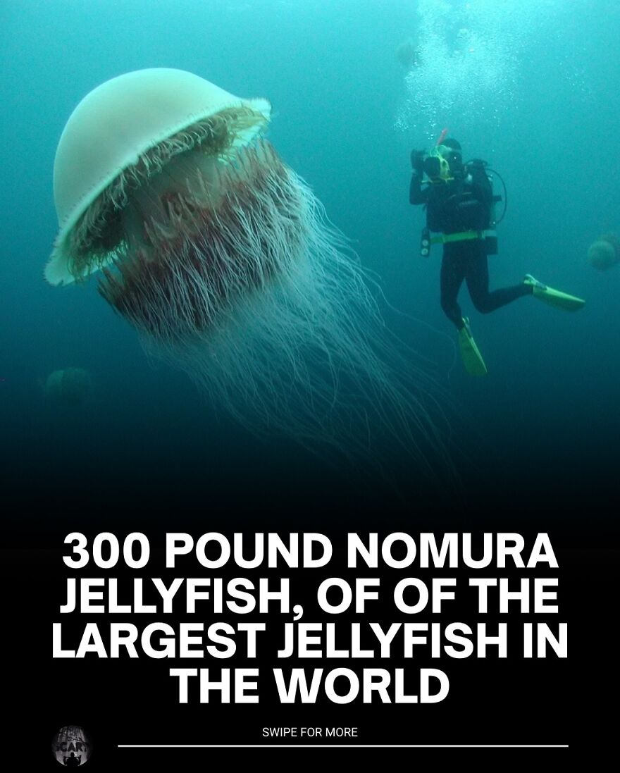 Massive Nomura jellyfish underwater with diver nearby, illustrating scary facts about your bones are wet.