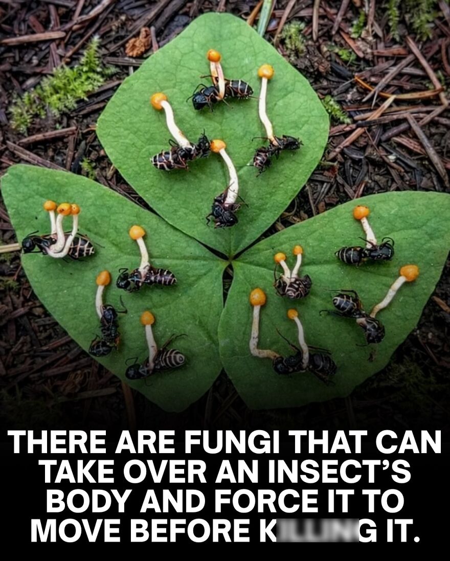 Fungi taking over insect bodies, forcing movement before k*****g them, showcasing nature's scary bone-related facts.