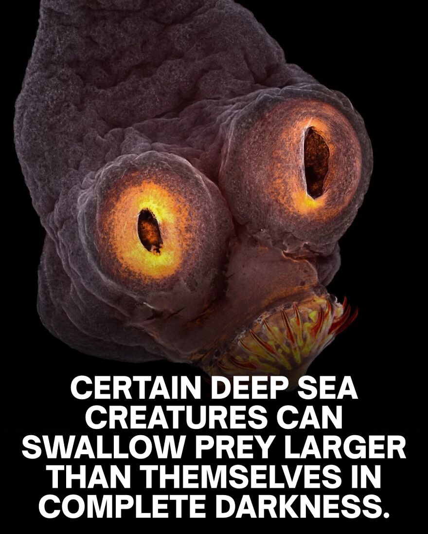 Close-up of a deep sea creature's face with glowing eyes, illustrating scary deep sea facts about swallowing large prey.