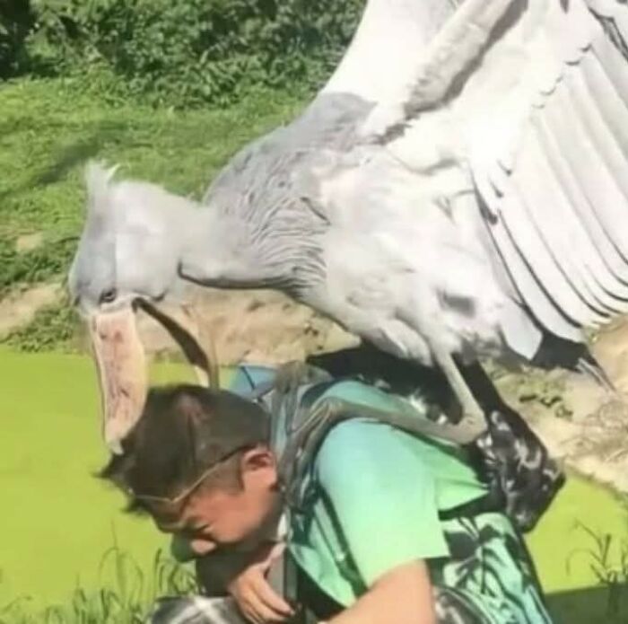 Large bird landing on a person’s back in a park, capturing one of the hilarious moments caught on camera with animals.