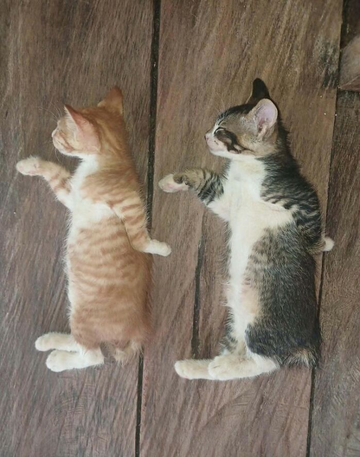 Two kittens lying on a wooden floor in a funny pose, capturing hilarious moments caught on camera with animals.