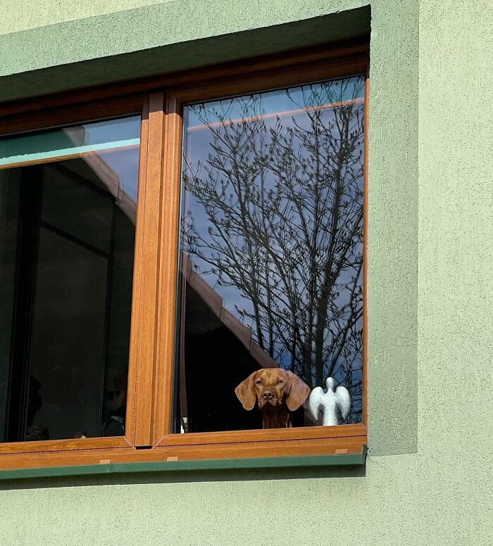 Adorable dog peeking out of wooden-framed window with tree reflection on glass in a green exterior wall.