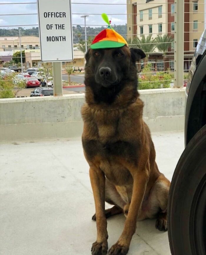 These Adorable Dog Photos From This Facebook Page Are The Perfect Stress Reliever (40 Pics)