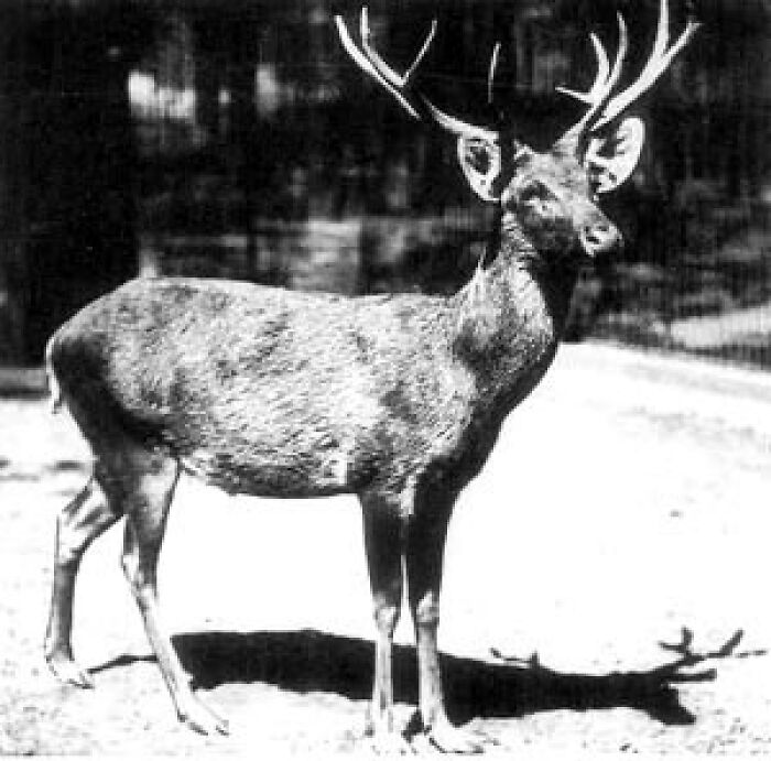 The Schomburgk's Deer