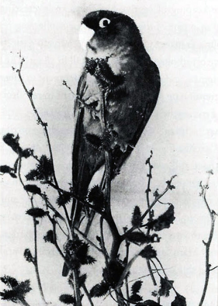 The Carolina Parakeet
