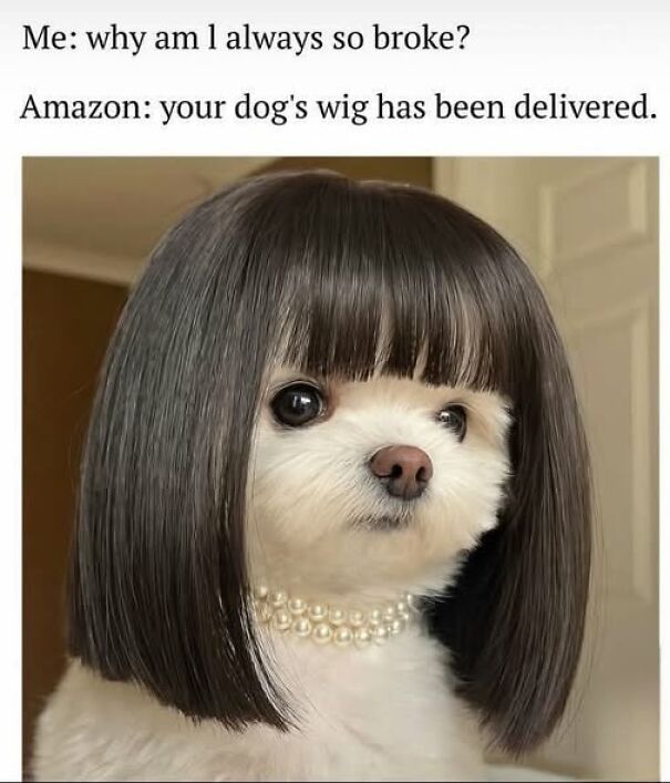 Relatable meme showing a dog wearing a wig with a caption about always being broke and unexpected Amazon delivery.