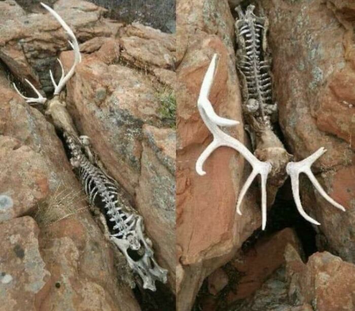 Skeleton of a large deer with antlers trapped between reddish rocks, an interesting but creepy natural scene.