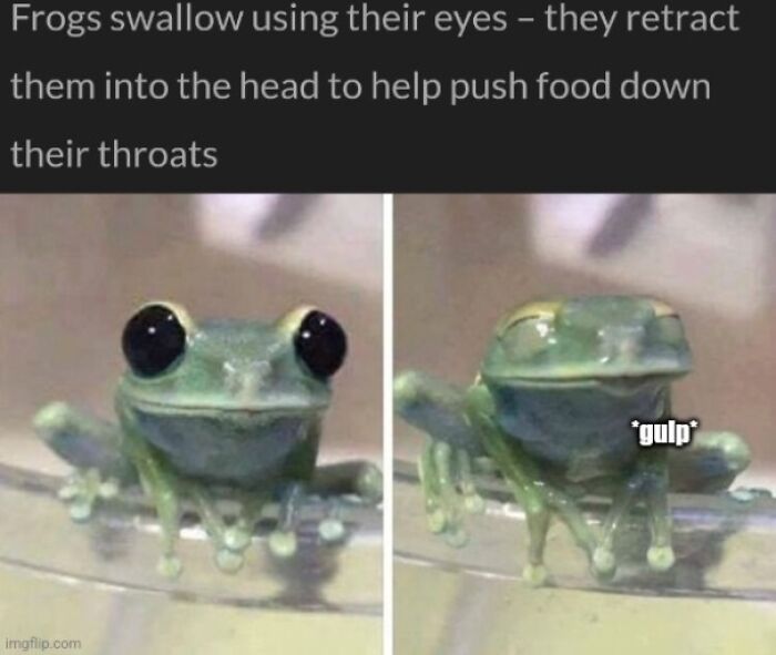 Close-up photos of a frog swallowing using its eyes to push food down its throat, showing an interesting but creepy action.