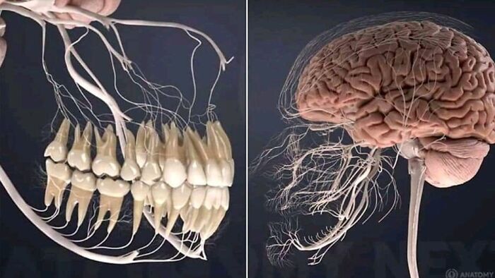 Detailed view of human teeth nerves and brain with connected nerve fibers, showcasing interesting but creepy anatomy details.