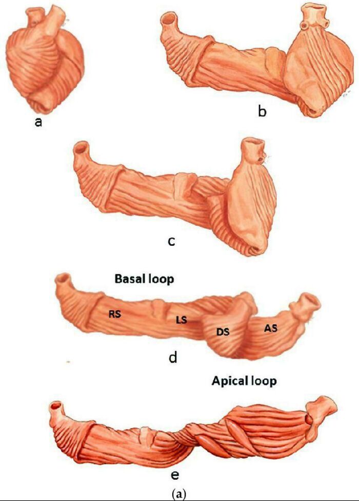 Illustrations of heart muscle loops showing basal and apical loops in a detailed anatomical view.