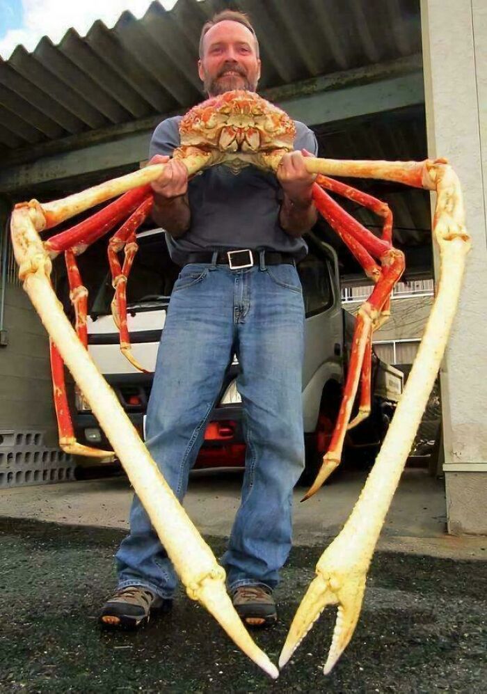 Man holding a giant crab with long legs, an interesting but creepy photo that might fascinate and disturb viewers