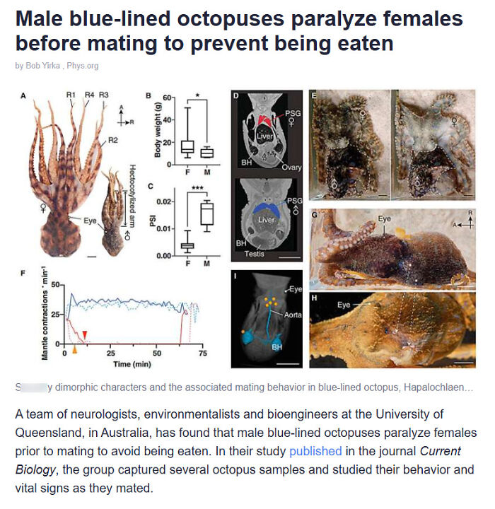 Scientific diagrams and images showing blue-lined octopus behavior revealing fascinating but creepy mating paralysis traits.