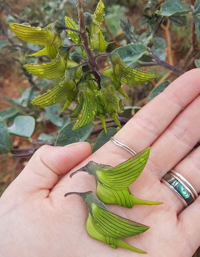 Green hummingbird-shaped seed pods held in hand, showcasing one of the impressive things countries implemented in nature.