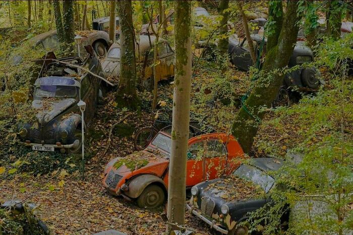 Abandoned vintage cars slowly reclaimed by nature in a forest, showcasing impressive things countries implemented.