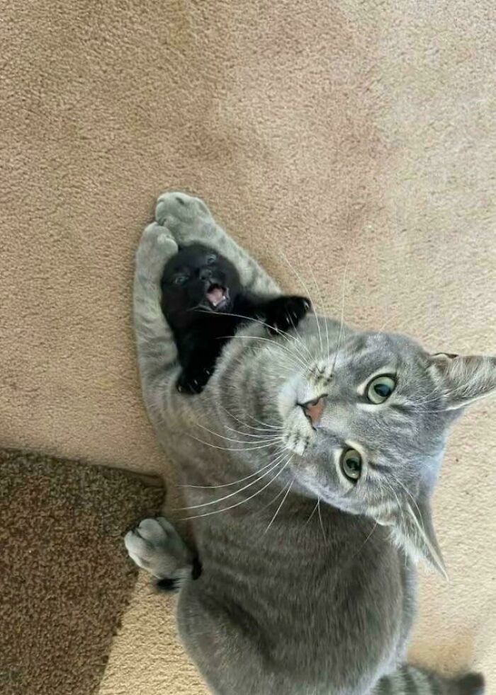 Gray feline employee lying on carpet playfully holding a tiny black kitten in a cute and adorable moment.