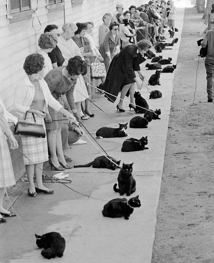 Row of women standing beside 20 black cats on leashes lined up outdoors, showcasing cute feline employees in a vintage setting.