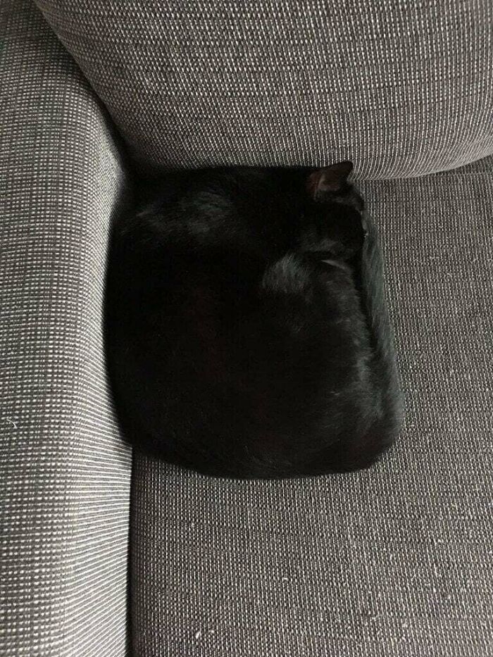 Black feline employee curled up and sleeping on a textured gray fabric couch, showcasing cute and cozy pet behavior.