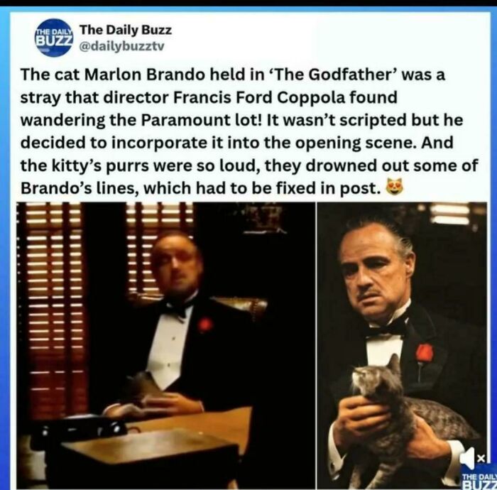 Cat employee from The Godfather movie scene, a stray incorporated by director Francis Ford Coppola, showing feline cuteness.