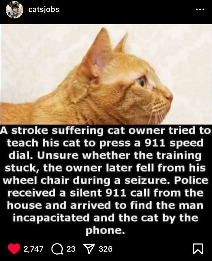 Orange tabby cat in profile with text about a stroke victim training a cat to press 911 speed dial.