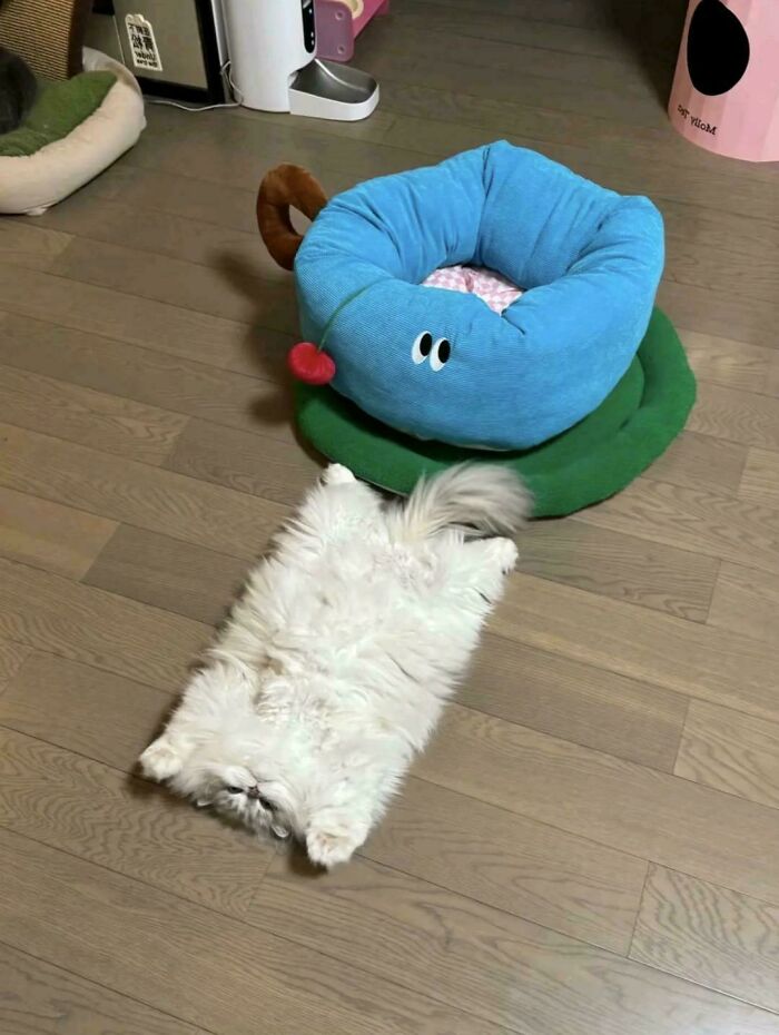 Fluffy white cat lying on wooden floor next to blue and green cat bed in an indoor setting with cute feline employees.