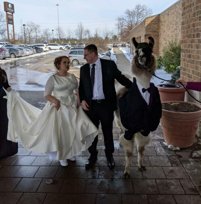 Bride and groom with a llama dressed in a suit, showcasing fun moments that prove life is more enjoyable with siblings.