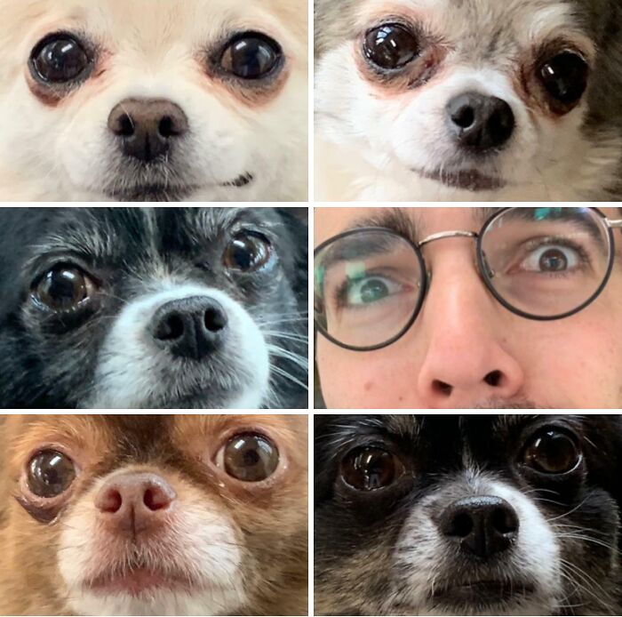 Close-up collage of dogs and a man with glasses showing fun expressions, capturing the joy of having siblings.