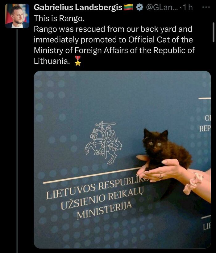 Black kitten held in hands at Lithuanian Ministry of Foreign Affairs, one of the 109 feline employees who deserve a raise for being cute
