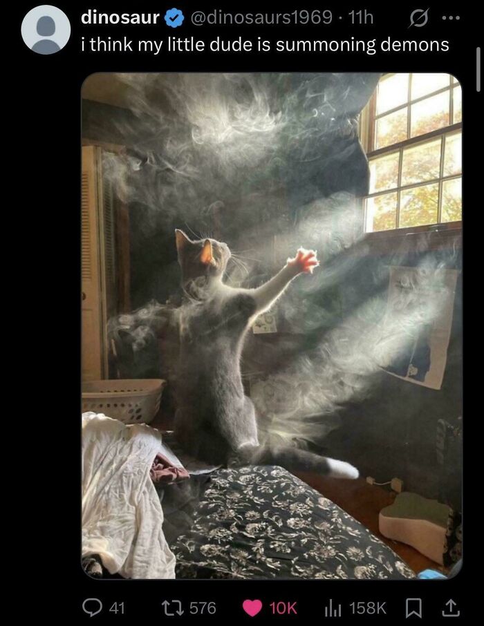 Gray and white cat standing on its hind legs with light rays and smoke creating a magical scene, showcasing cute feline charm.