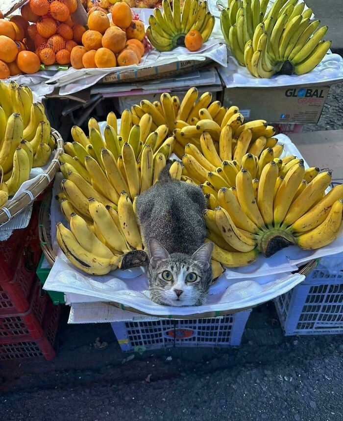 Tabby cat lying among bunches of bananas at a marketplace, one of the feline employees who deserve a raise for being this cute.