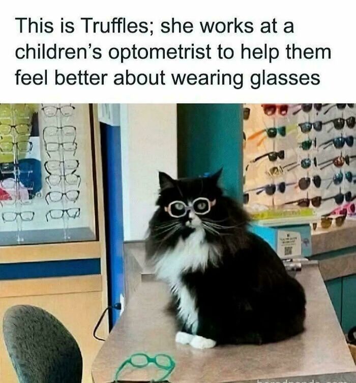 Black and white feline employee wearing glasses at an optometrist office helping children feel comfortable