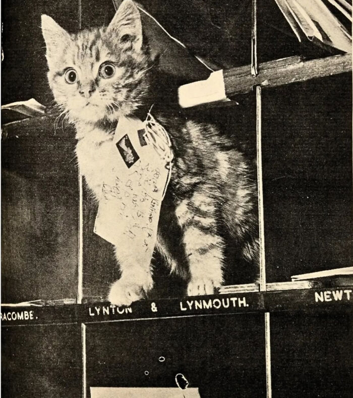 Tabby kitten with a tag standing on labeled wooden slots, showcasing cute feline employees deserving a raise.