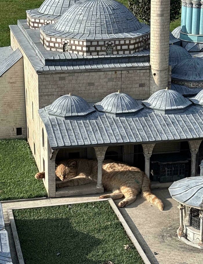 Cat sleeping inside a miniature building, showcasing cute feline employees in a creative and charming setting.