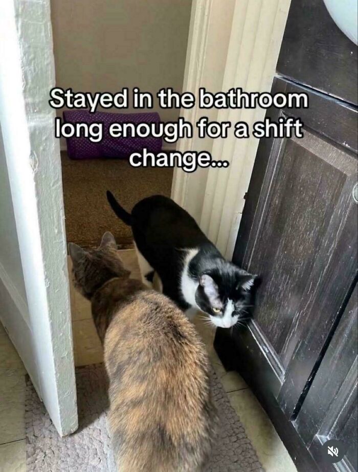 Two feline employees in a bathroom doorway, one black and white and the other tabby, waiting during a shift change.