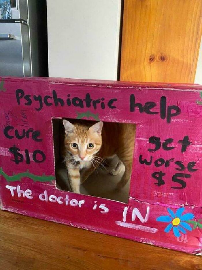 Orange tabby cat peeking through a cardboard box labeled psychiatric help with playful handwritten text.
