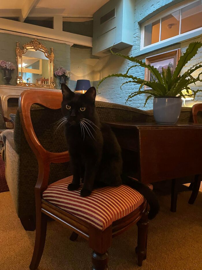 Black feline employee with bright eyes sitting on a striped chair in a cozy, well-decorated indoor space.