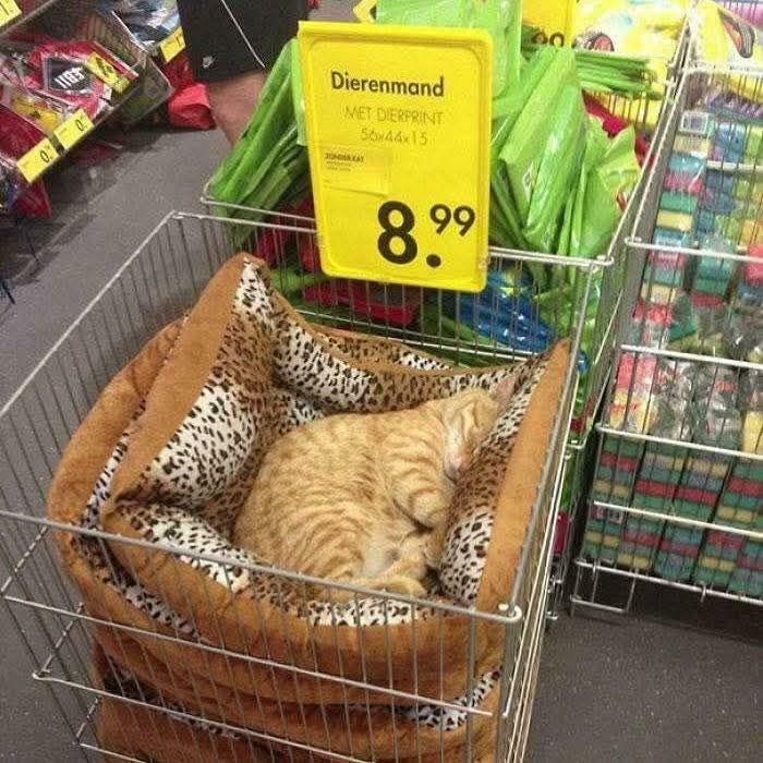 Orange tabby cat napping inside a cozy pet bed in a store aisle, showcasing adorable feline employees deserving a raise.