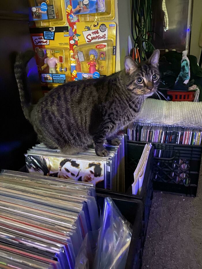 Tabby cat standing on crates filled with vinyl records and CDs, surrounded by collectible Simpsons figurines, showing feline cuteness.