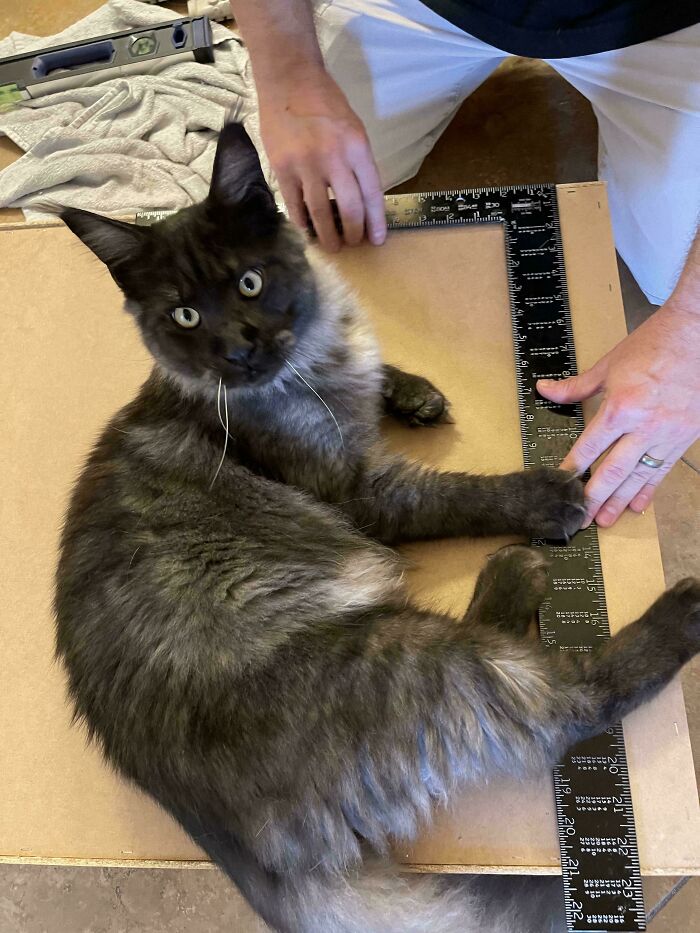 Maine C**n cat lying on a board while a person measures it with a square ruler, showcasing cute feline employee traits.