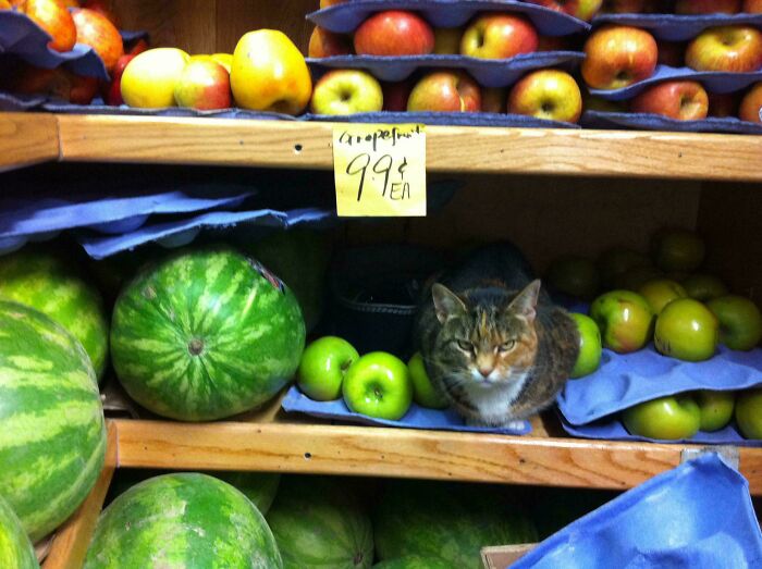 Tabby cat sitting among apples and watermelons on wooden shelves, showcasing feline employees who deserve a raise for being cute