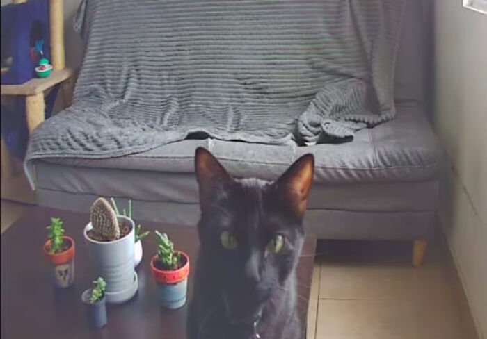 Black feline employee sitting near a table with small potted plants in a cozy living room setting.